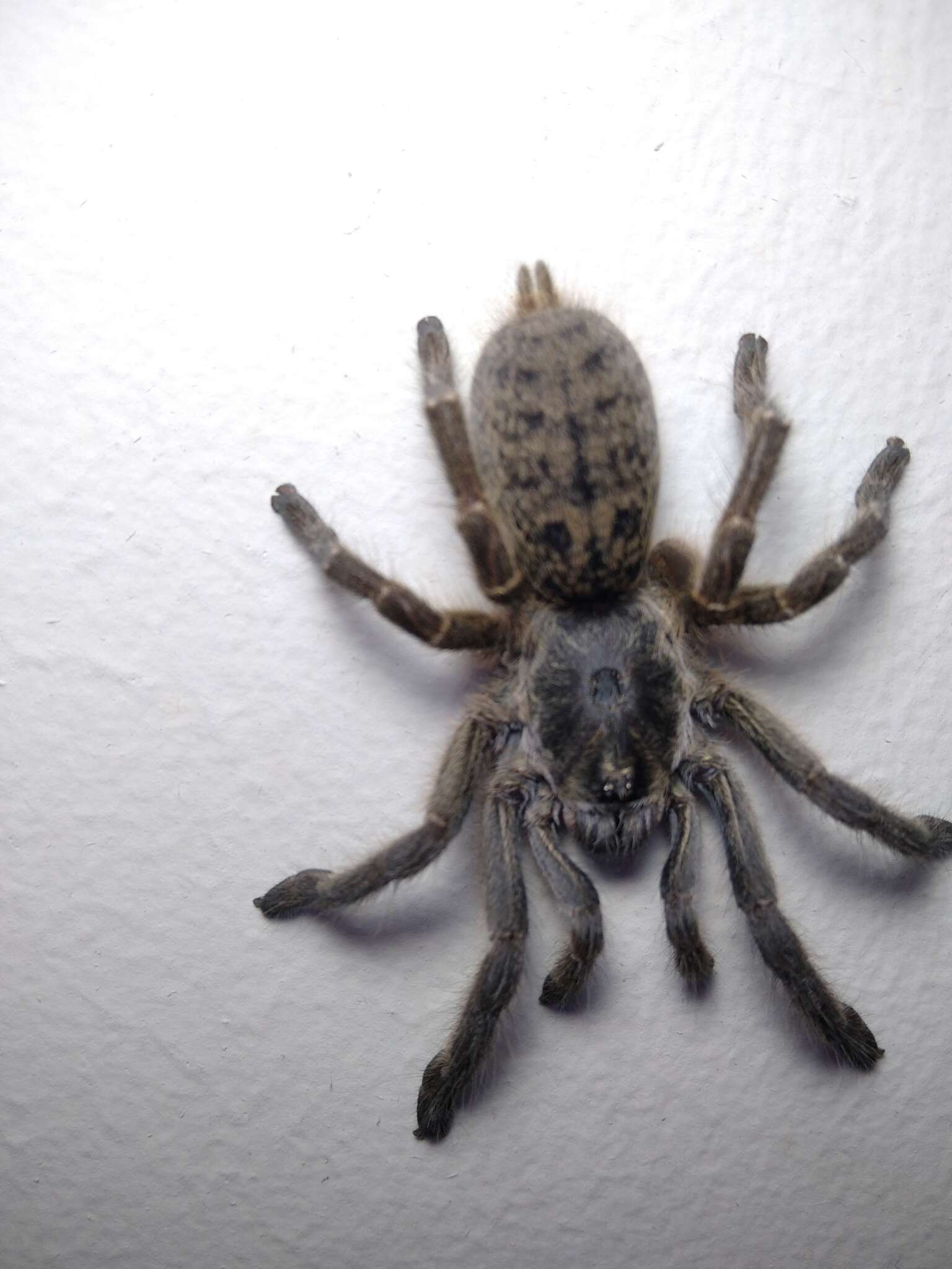 Image of Sandy Horned Baboon Tarantula