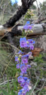 Image of New Mexico beardtongue