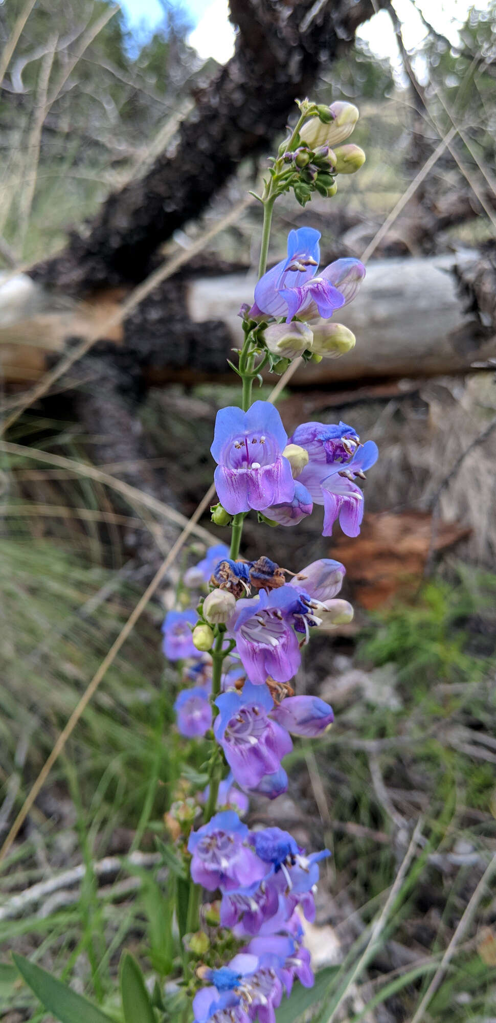 Image of New Mexico beardtongue