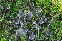 Image of membraneous felt lichen