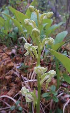 Image of bluntleaved orchid