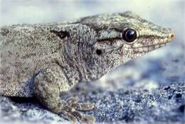 Image of Günther's Gecko