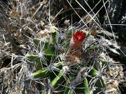 Image of Ferocactus flavovirens (Scheidw.) Britton & Rose