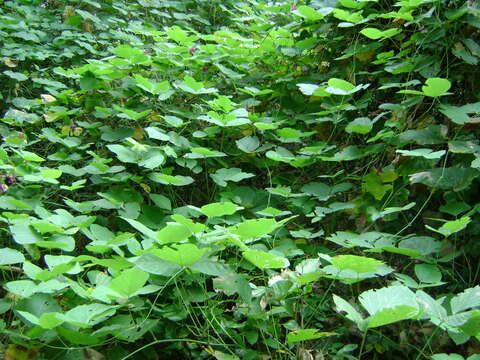 Image of kudzu