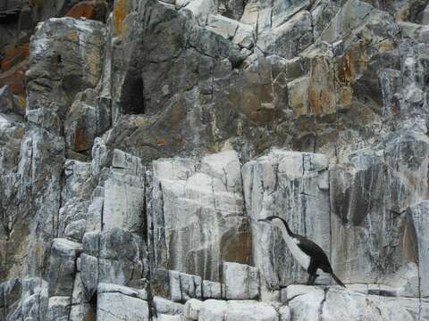 Image of Black-faced Cormorant