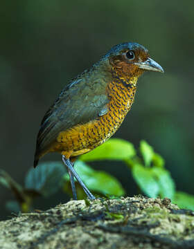 Image of Giant Antpitta