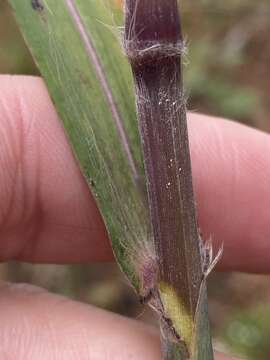 Image of Silver Plume Grass