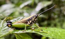 Image of Helicopacris nigricornis Descamps 1978