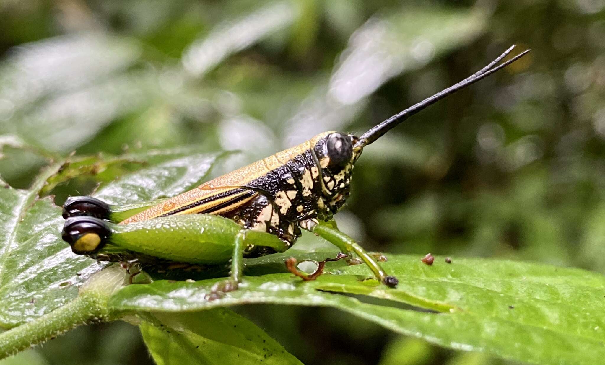 Image of Helicopacris nigricornis Descamps 1978