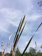 Image of Lesser Bulrush