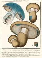 Image of Cornflower bolete