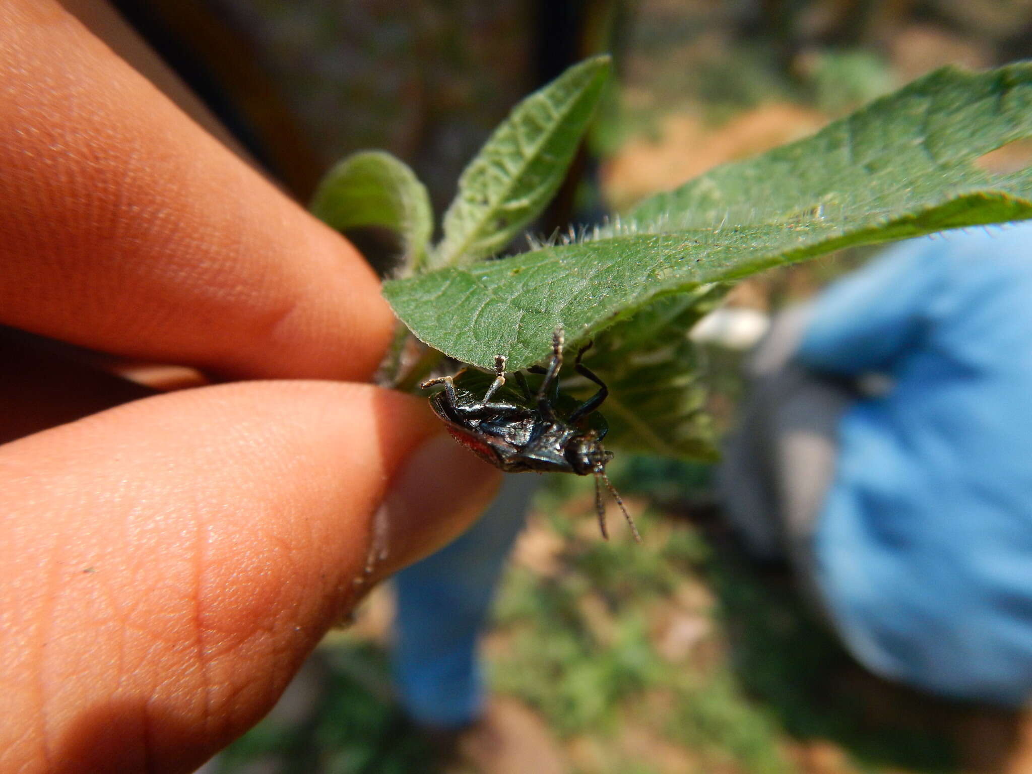 Image of Cyrtonota tristigma (Boheman 1850)