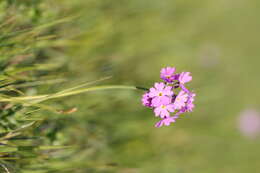 Plancia ëd Primula farinosa L.