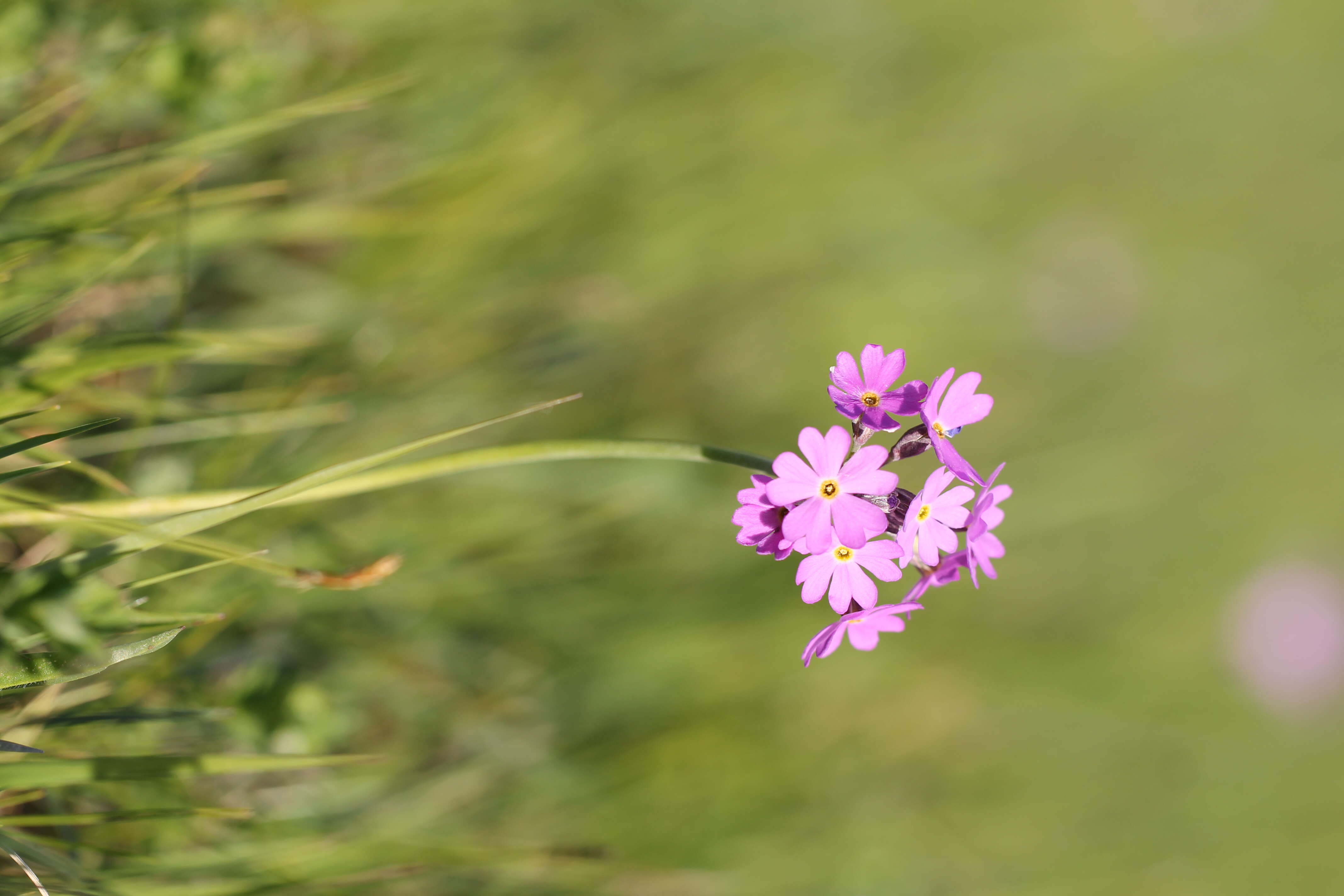 Plancia ëd Primula farinosa L.