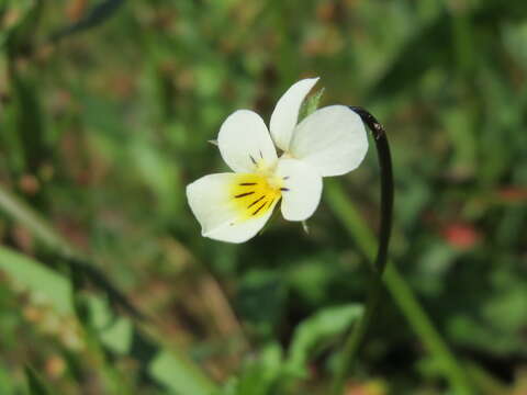 Image of Field Pansy