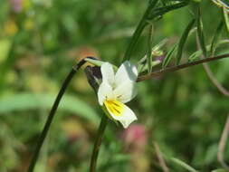 Слика од Viola arvensis Murray