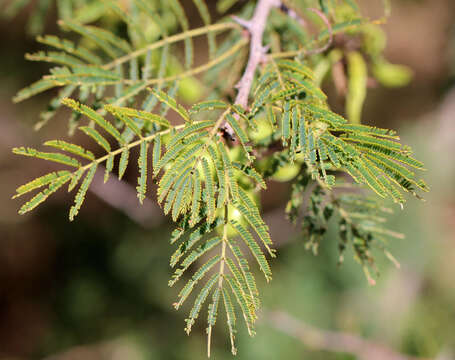 Imagem de Dichrostachys cinerea (L.) Wight & Arn.