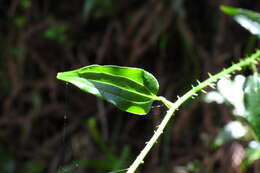 Image of Smilax sieboldii Miq.