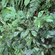 Image of Vitex quinata (Lour.) F. N. Williams