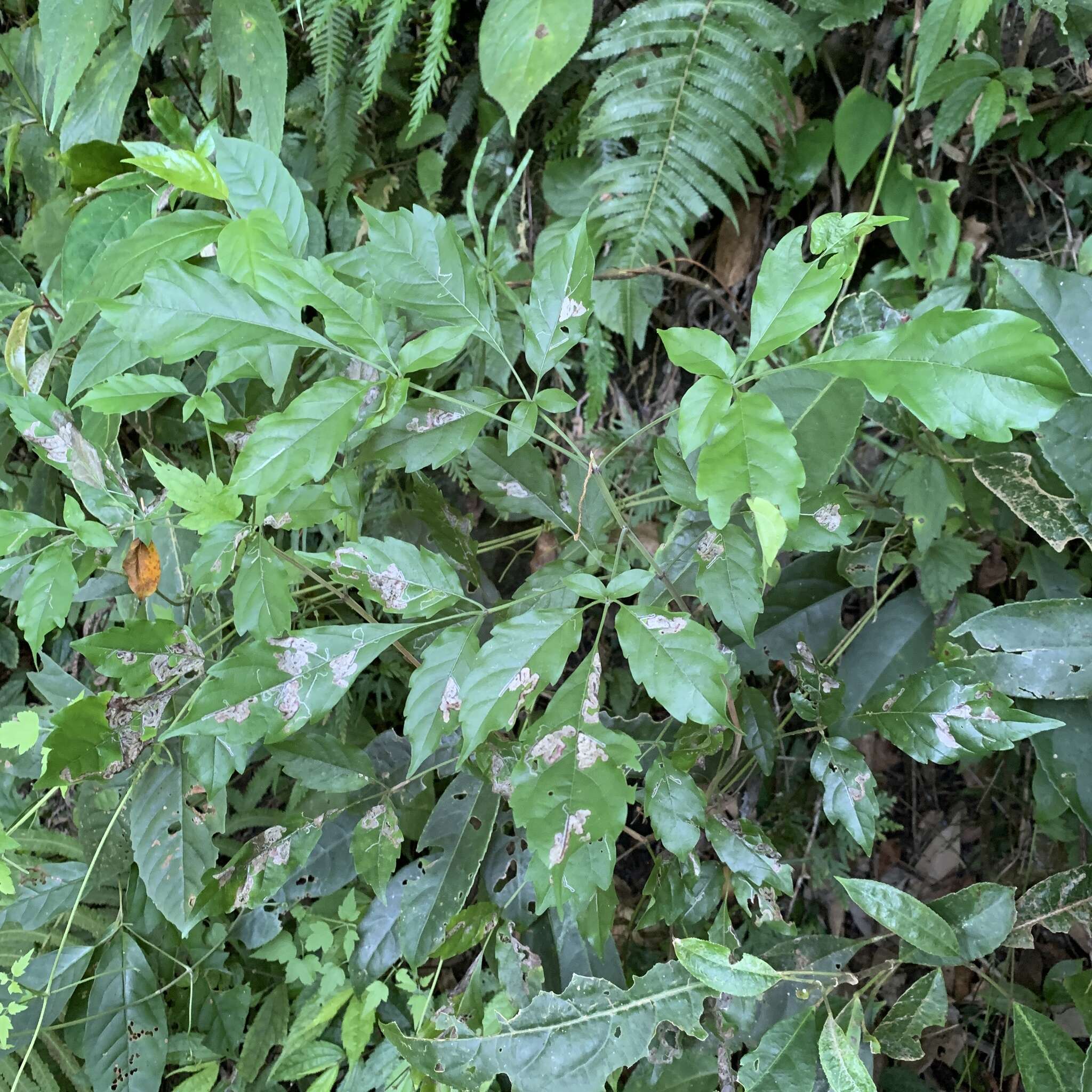 Image of Vitex quinata (Lour.) F. N. Williams