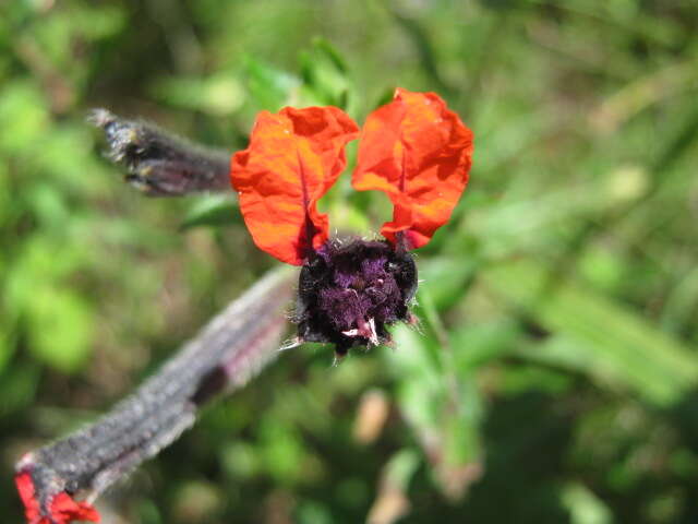 Image of waxweed