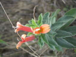 Image of Sierra Madre lobelia