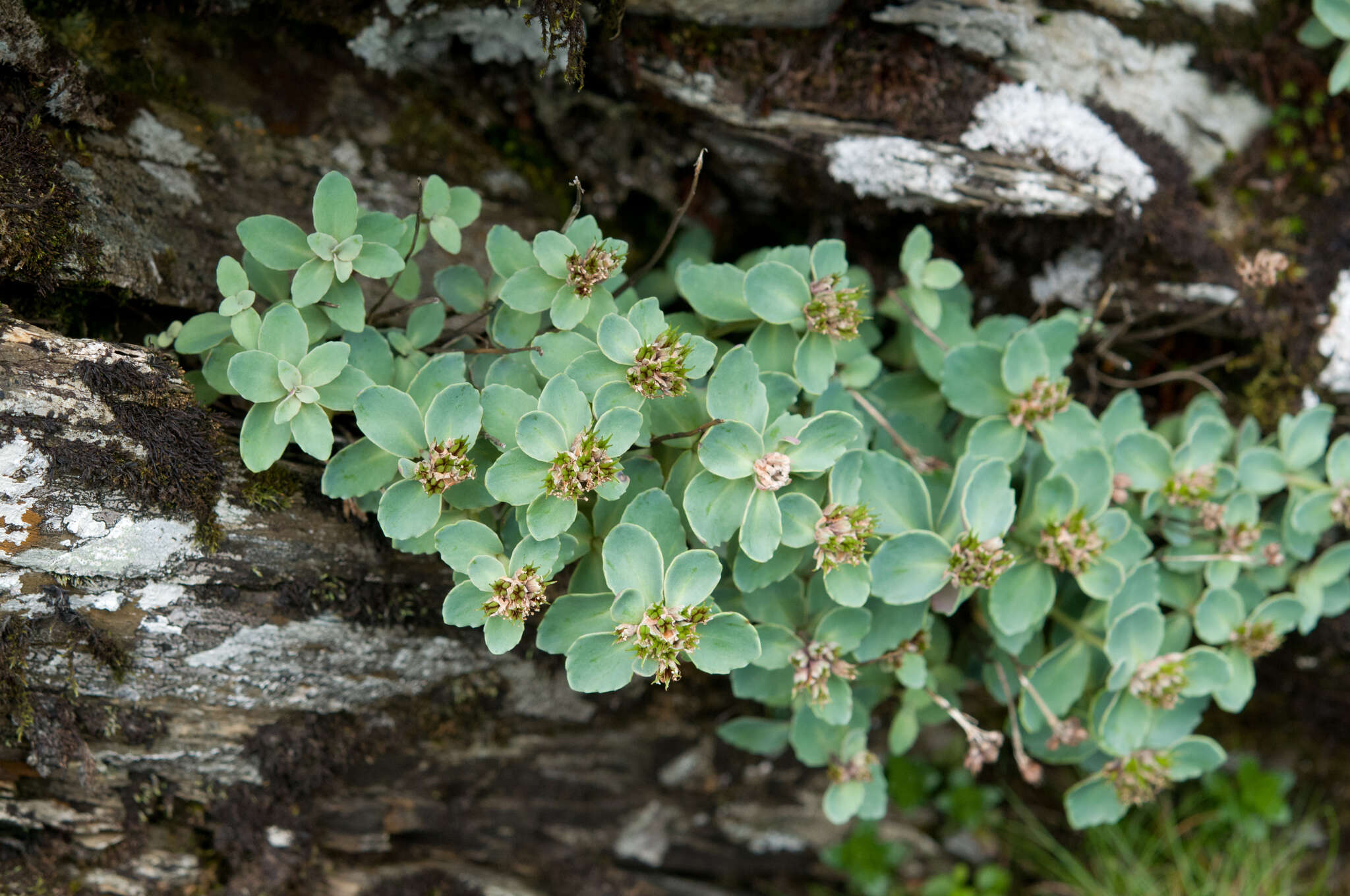 Image of Phedimus subcapitatus (Hayata) S. S. Ying