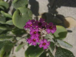 Image of red sand verbena