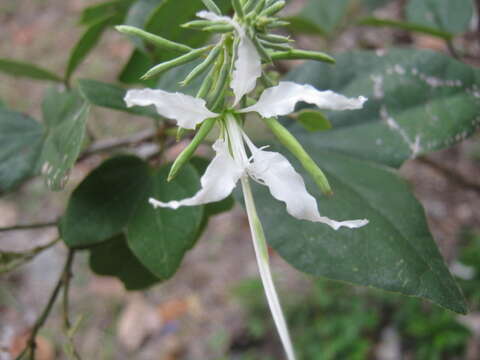 Sivun Bauhinia divaricata L. kuva