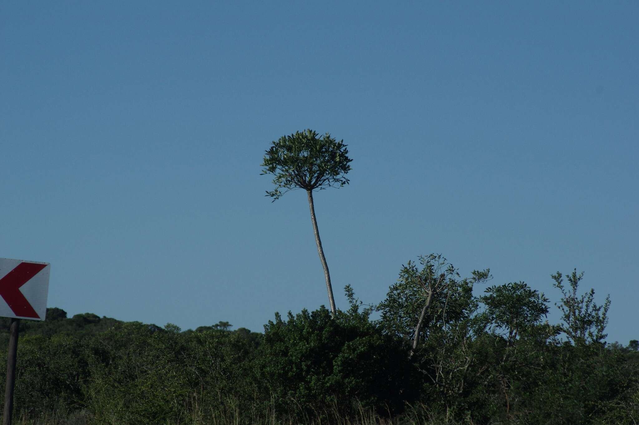 Image of Common Cabbage Tree