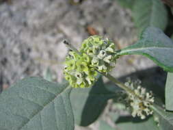 صورة Buddleja sessiliflora Kunth