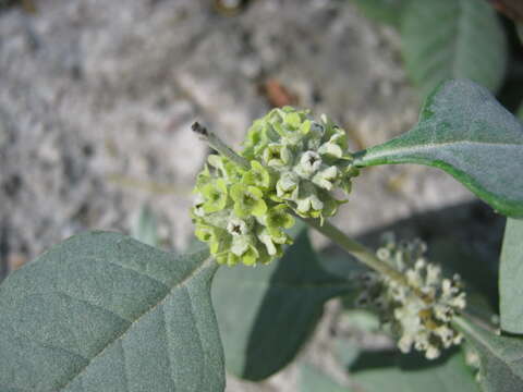 Image of Rio Grande butterflybush