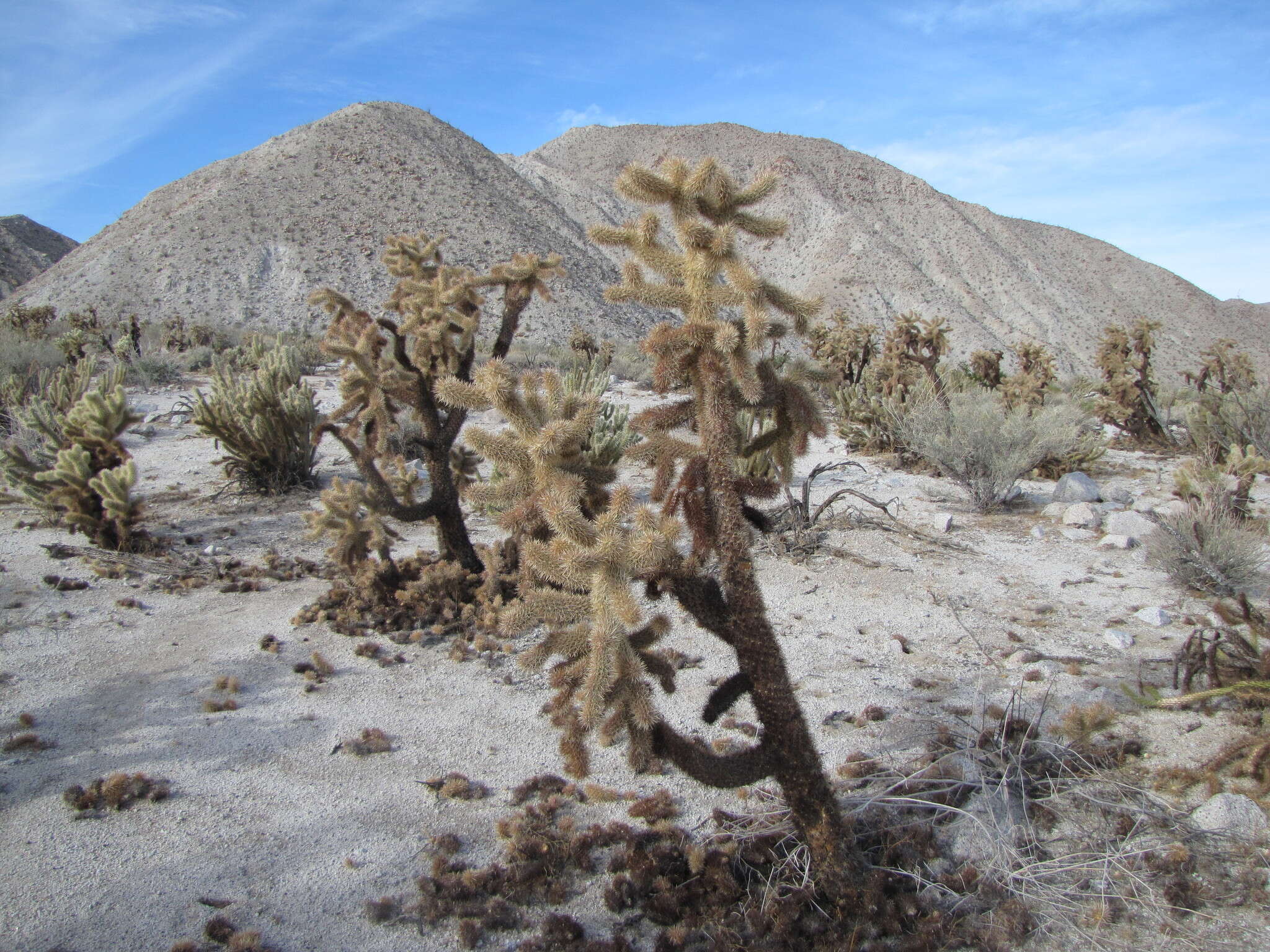 Image de Cylindropuntia fosbergii (C. B. Wolf) Rebman, M. A. Baker & Pinkava