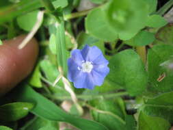 Image of slender dwarf morning-glory