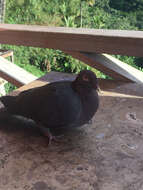 Image of Scaly-naped Pigeon