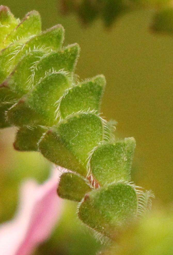 Image of Acmadenia tetragona (L. fil.) Bartl. & Wendl. fil.