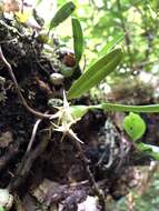 Image of Bulbophyllum bifurcatoflorens (Fukuy.) J. J. Verm., Schuit. & de Vogel