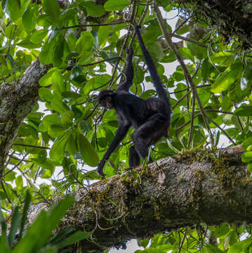 Image of Black-faced Black Spider Monkey