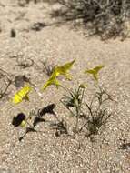 Imagem de Camissonia campestris (Greene) Raven