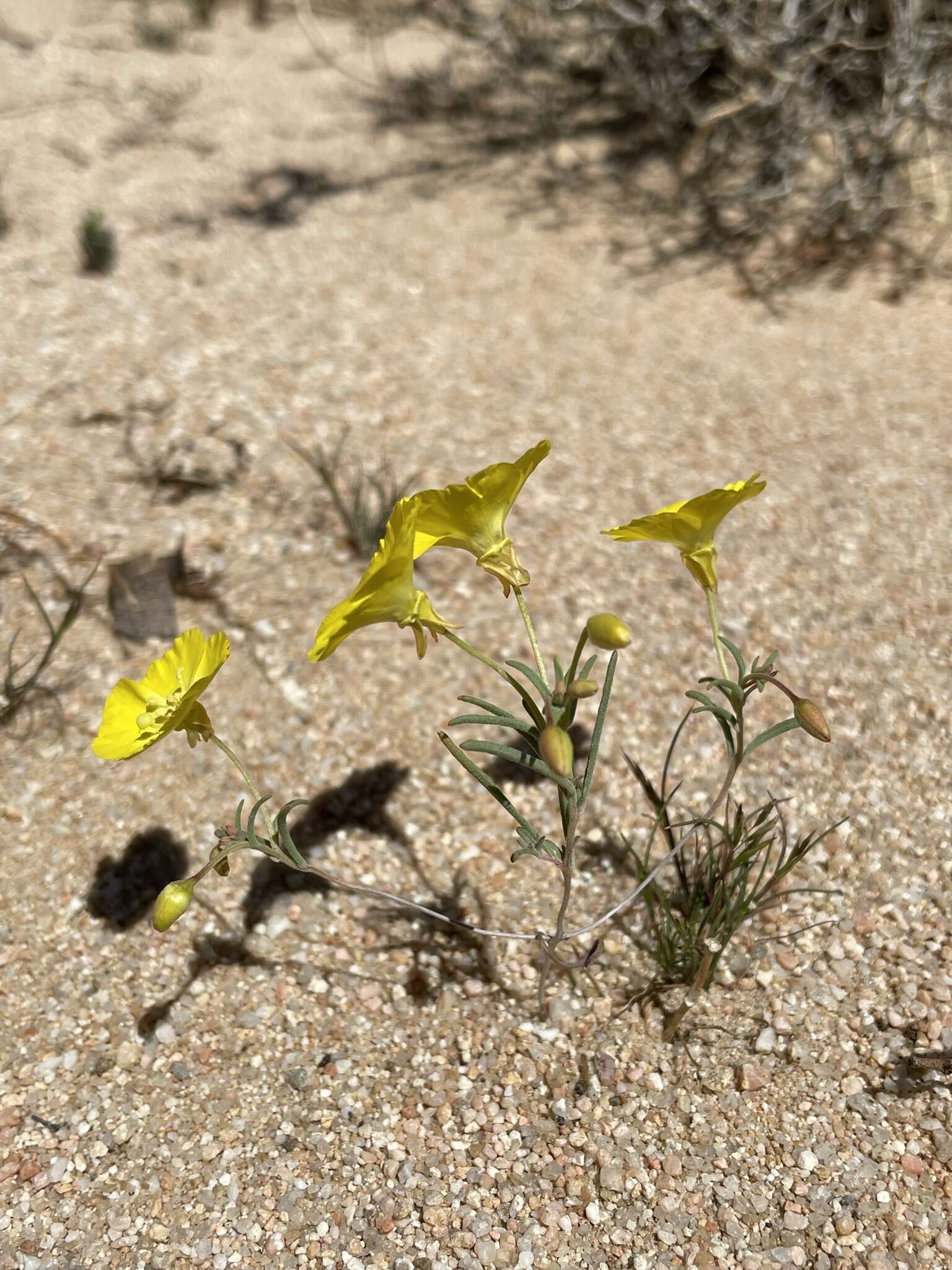 Image of Mojave suncup