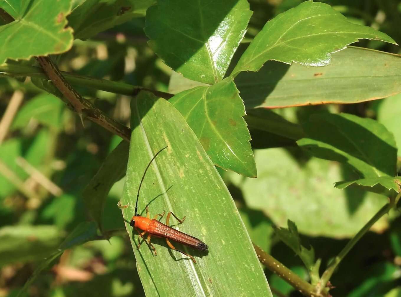 Image of Oberea fuscipennis (Chevrolat 1852)