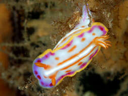 Image of Hypselodoris Stimpson 1855