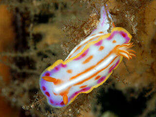 Sivun Hypselodoris Stimpson 1855 kuva