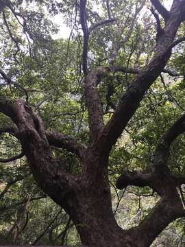 Imagem de Quercus tarokoensis Hayata