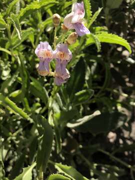 Sivun Penstemon grinnellii subsp. grinnellii kuva