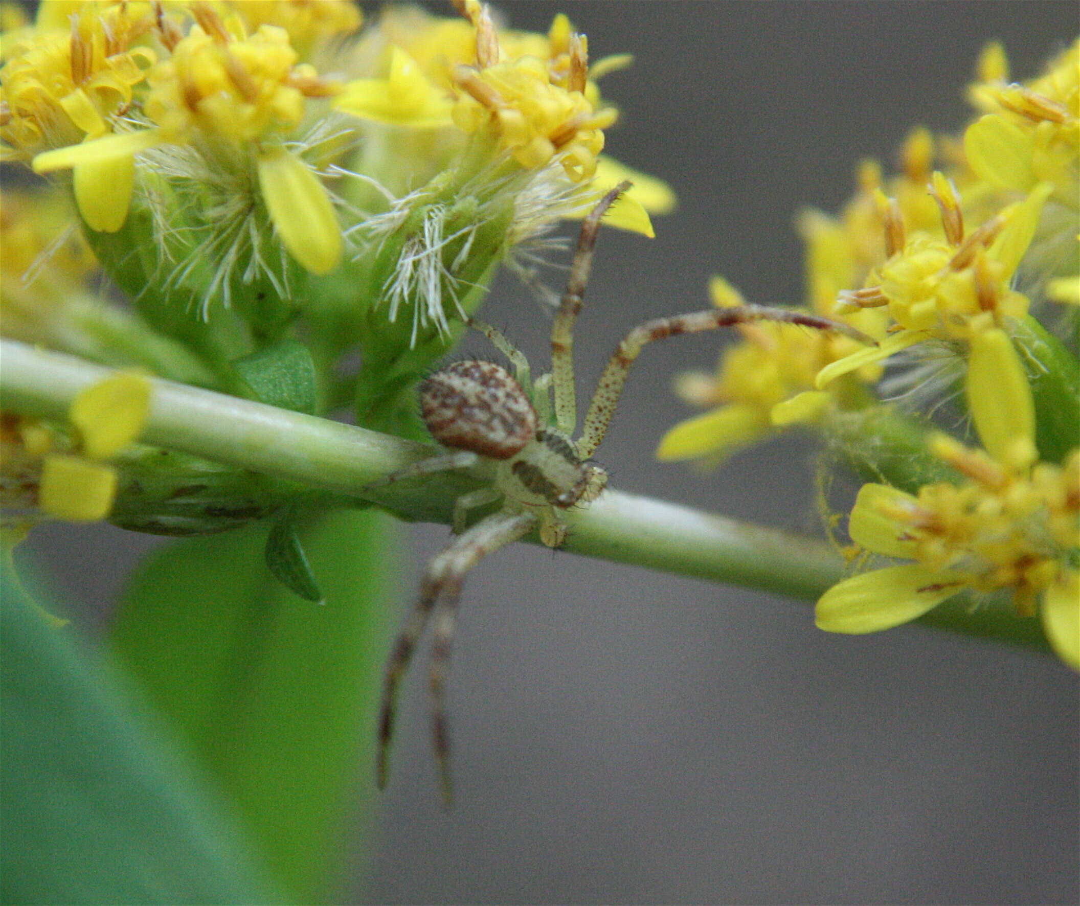 Image of Swift Crab Spider