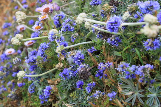 Image of Pacific gilia