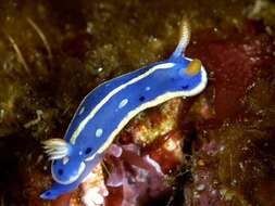 Image de Hypselodoris festiva (A. Adams 1861)