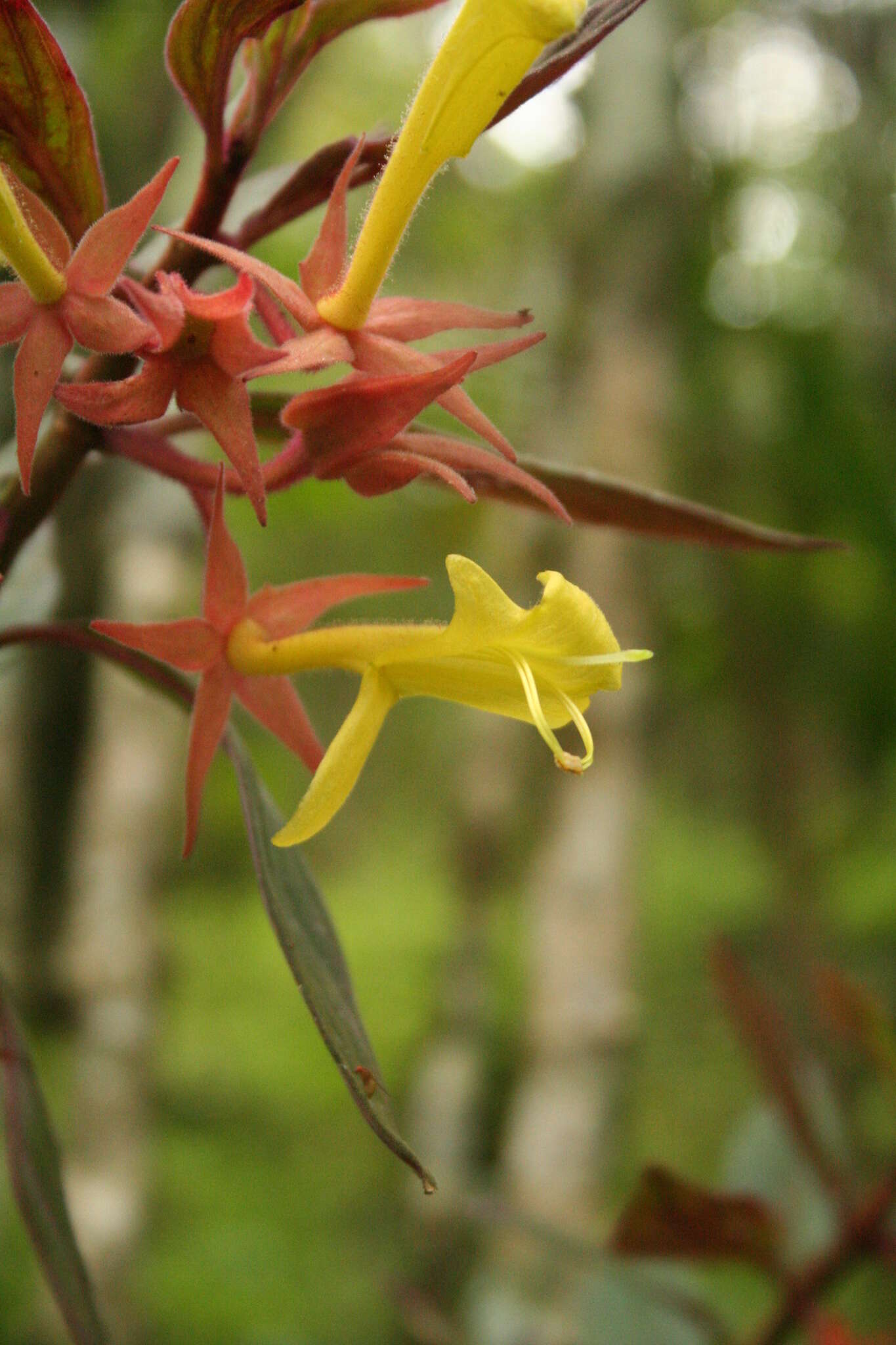 Image of Columnea schiedeana Schltdl.