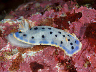 Sivun Hypselodoris Stimpson 1855 kuva